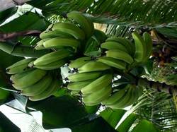 Manufacturers Exporters and Wholesale Suppliers of Green Banana namakkl Tamil Nadu